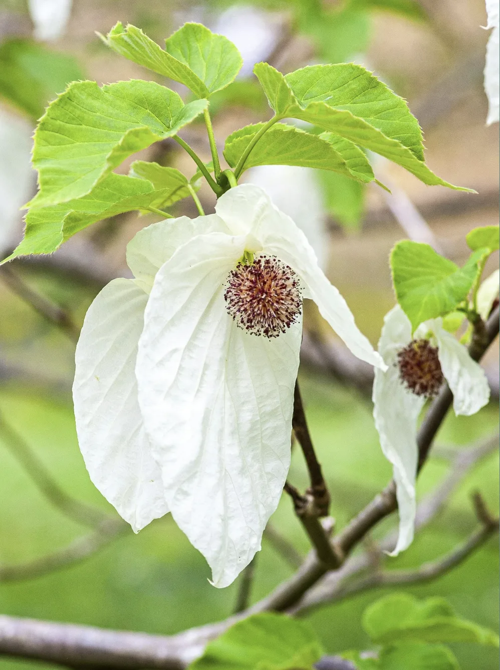 The Handkerchief Tree in bloom, Bollington
